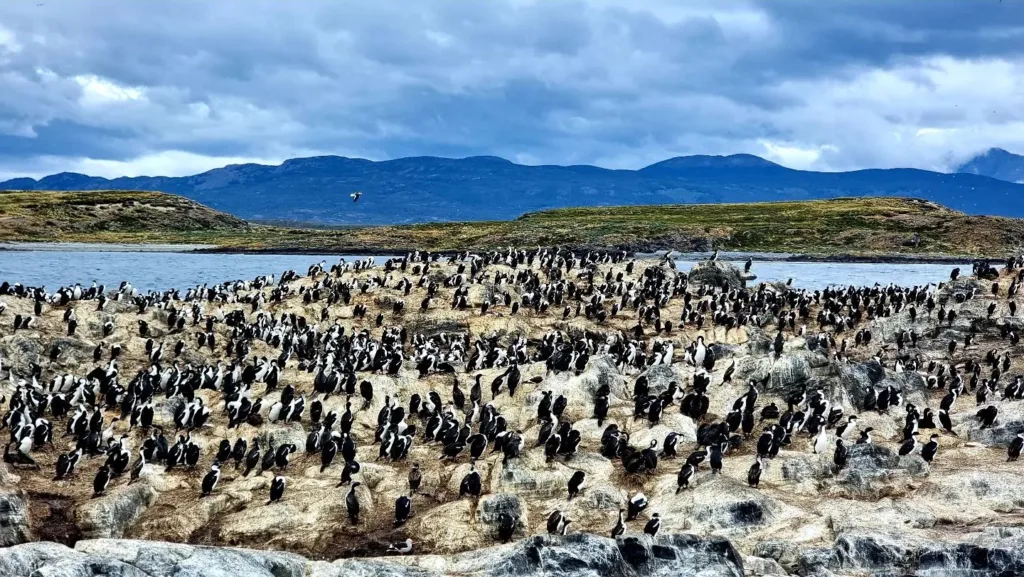 Argentina, Insula Martillo, Insula Pinguinilor - Marian Adventures