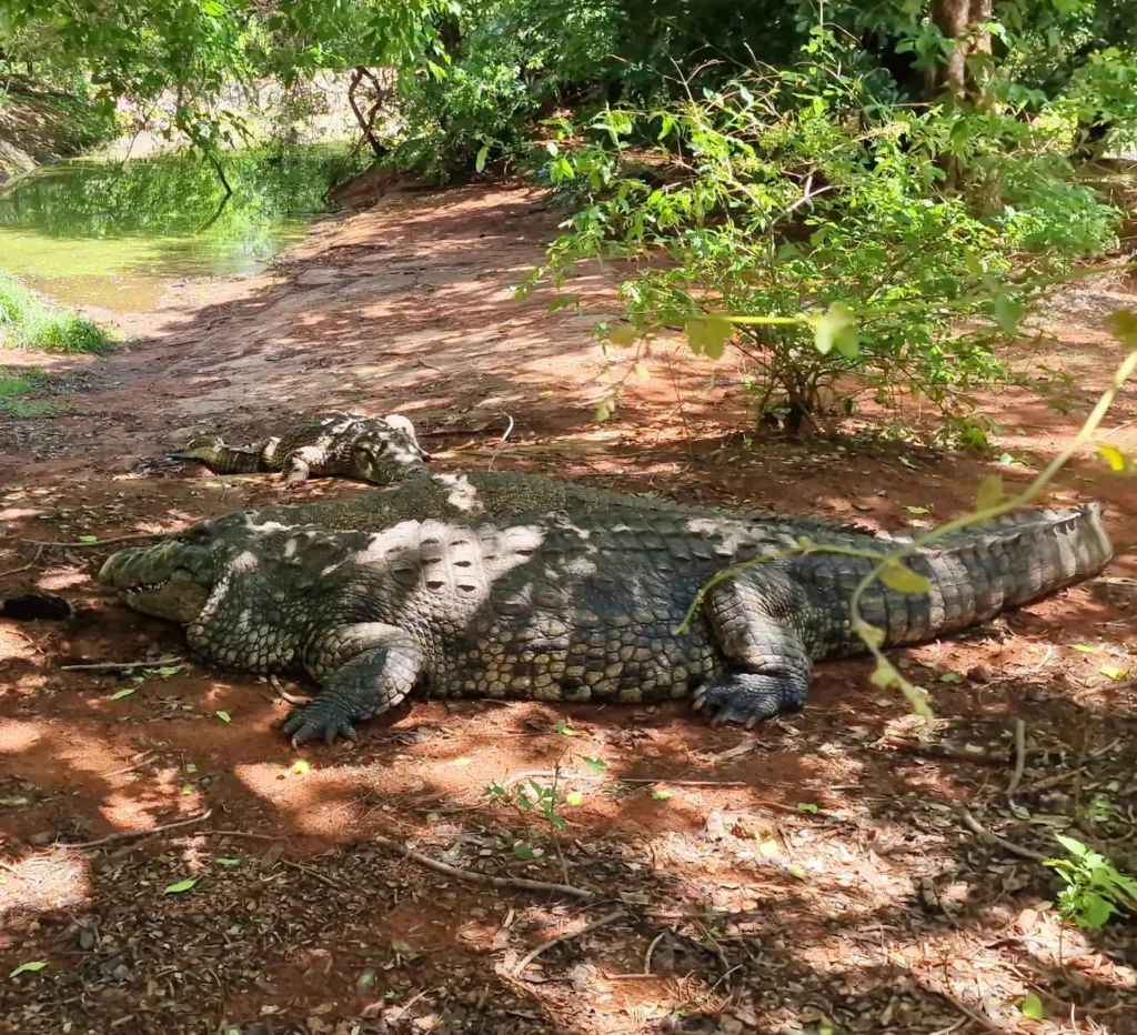 Botswana – Chobe Crocodile Farm - Marian Adventures