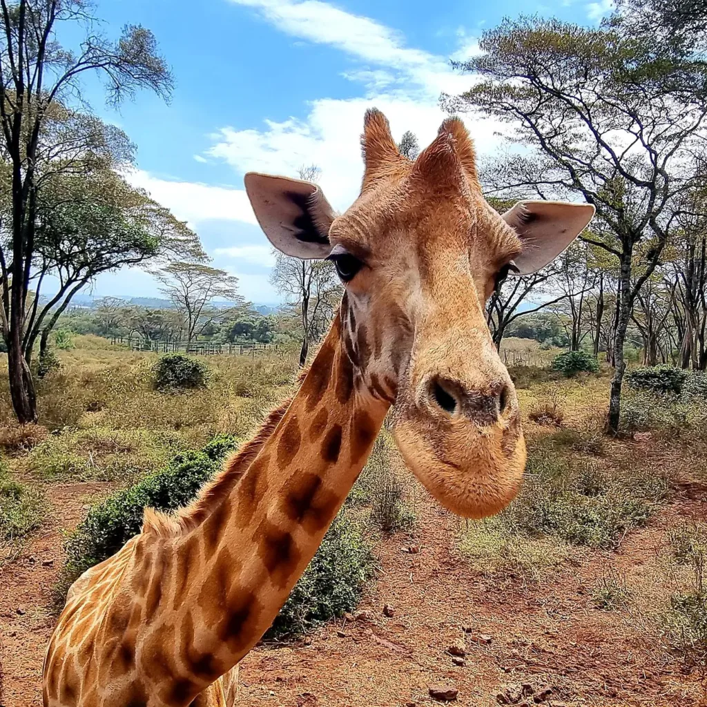 Kenia, Nairobi, Giraffe Centre - Marian Adventures