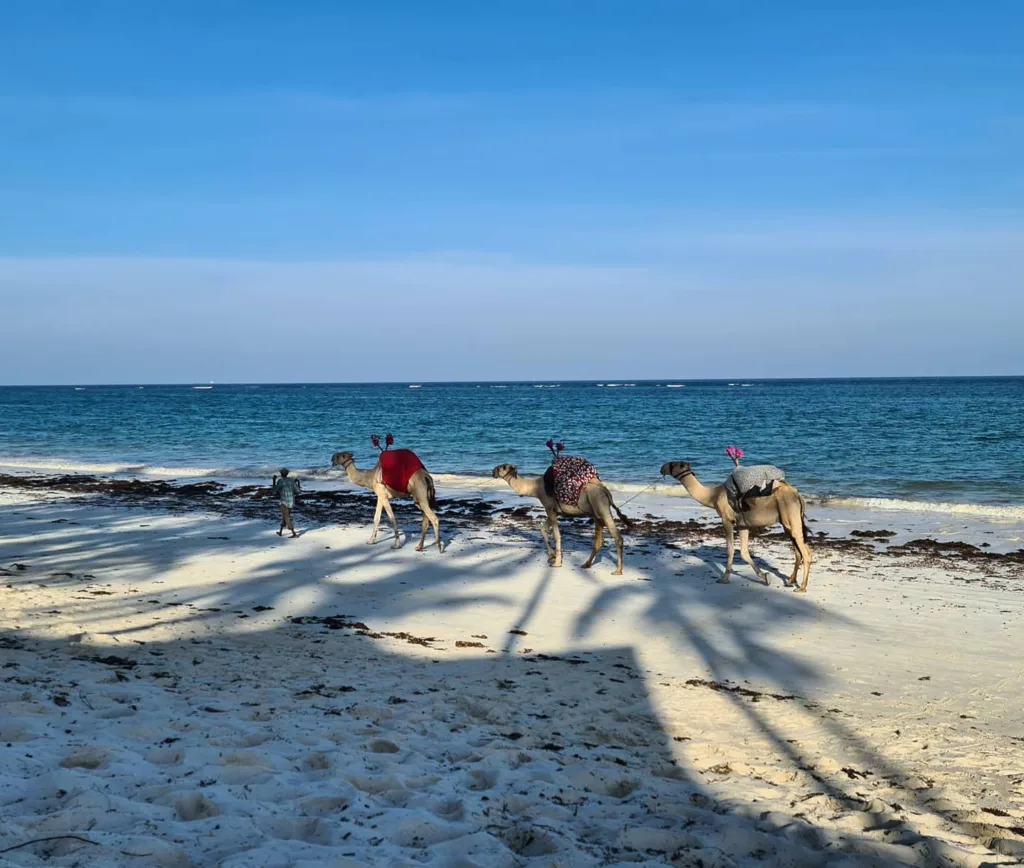 Kenia – Mombasa, Plaja Diani, Marian Adventures