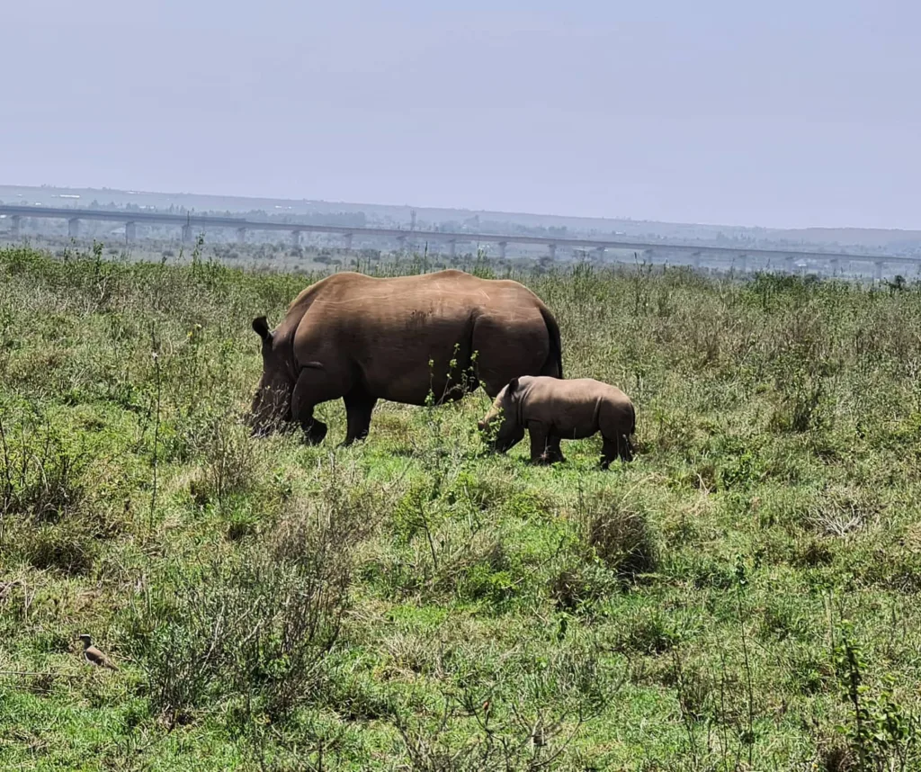 Kenia – Nairobi, Parcul Național, Marian Adventures