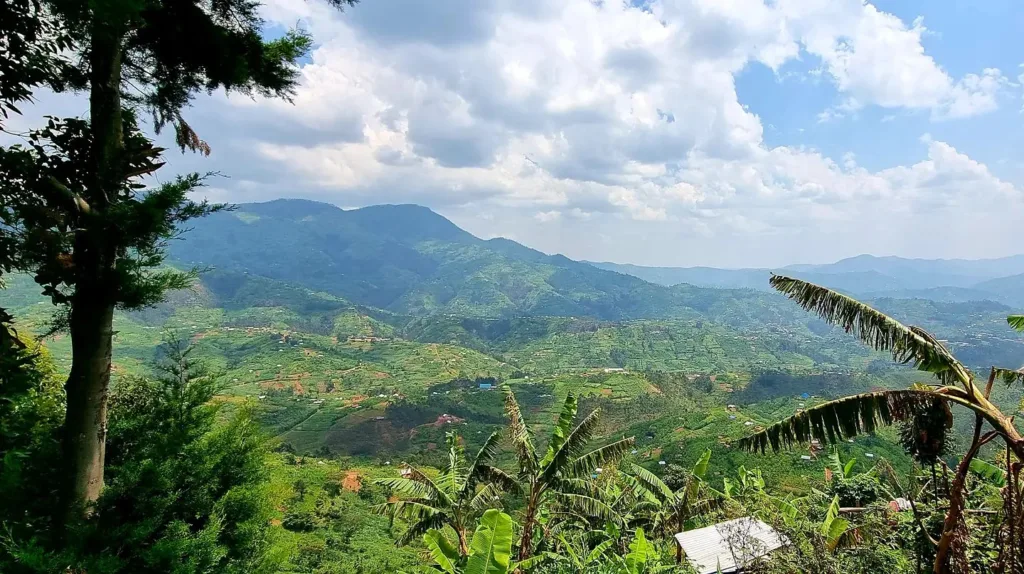 Rwanda, Kinigi, Parcul Național Volcanoes - Marian Adventures