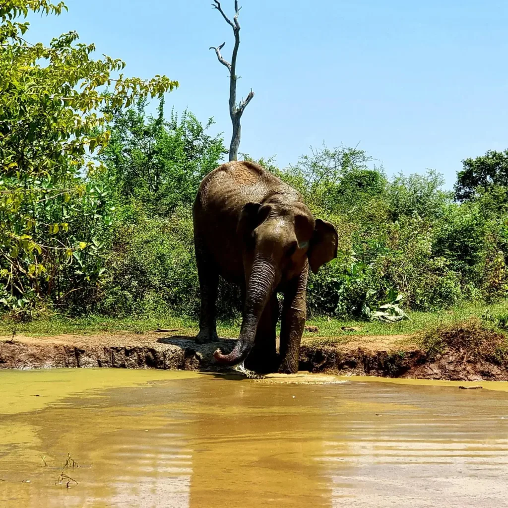 Sri Lanka – Parcul Național Udawalawe - Marian Adventures