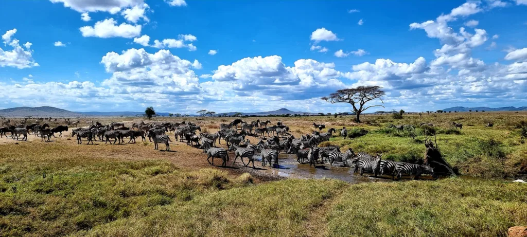 Tanzania, Parcul National Serengeti - Marian Adventures