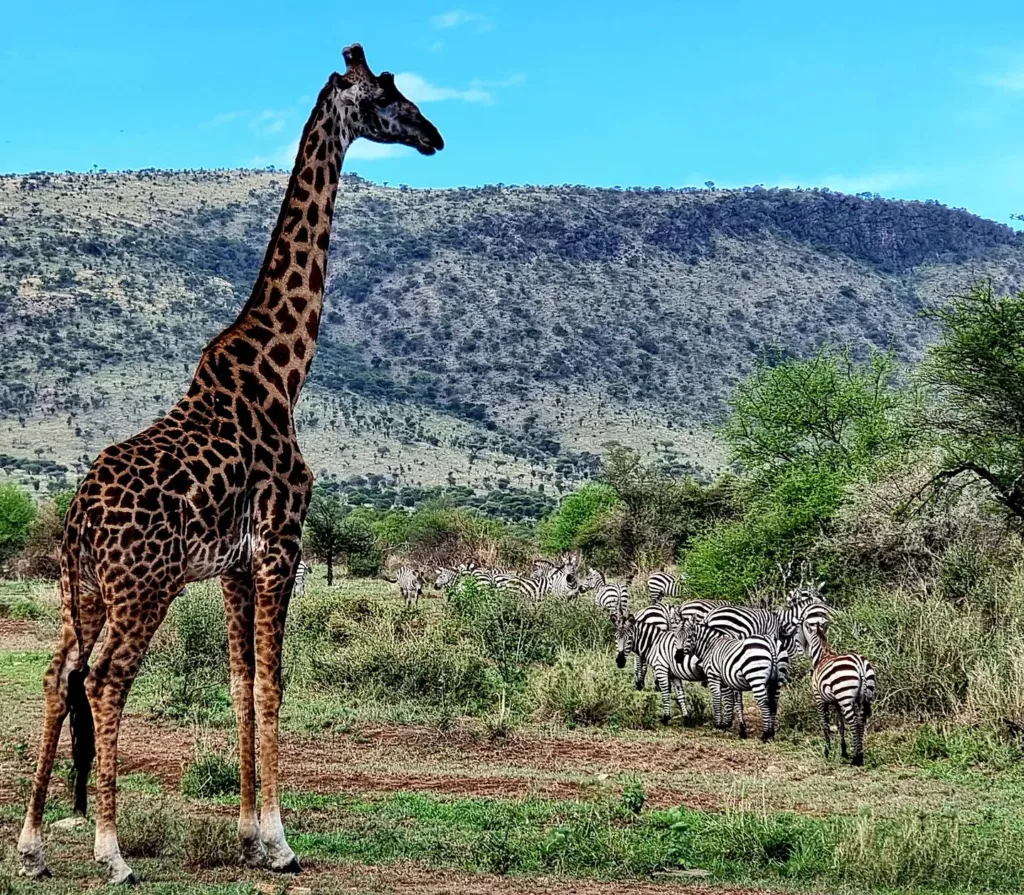 Tanzania, Parcul National Serengeti - Marian Adventures