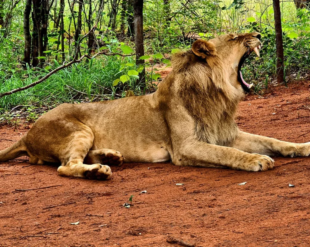 Zambia – Mukuni Big 5 Safari, Leul, Marian Adventures
