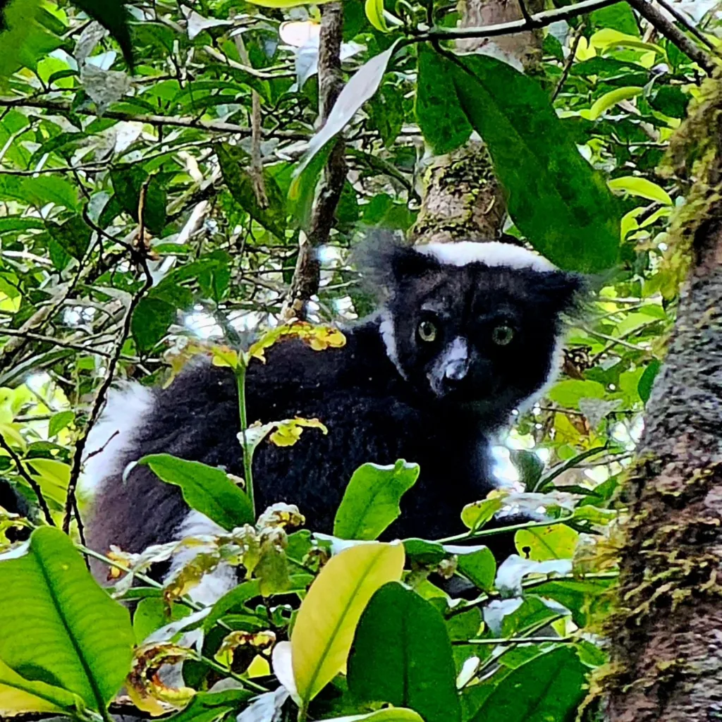 Madagascar  - Marian Adventures