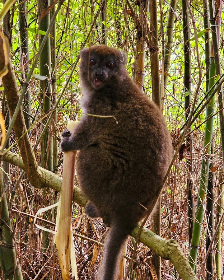 Madagascar  - Marian Adventures