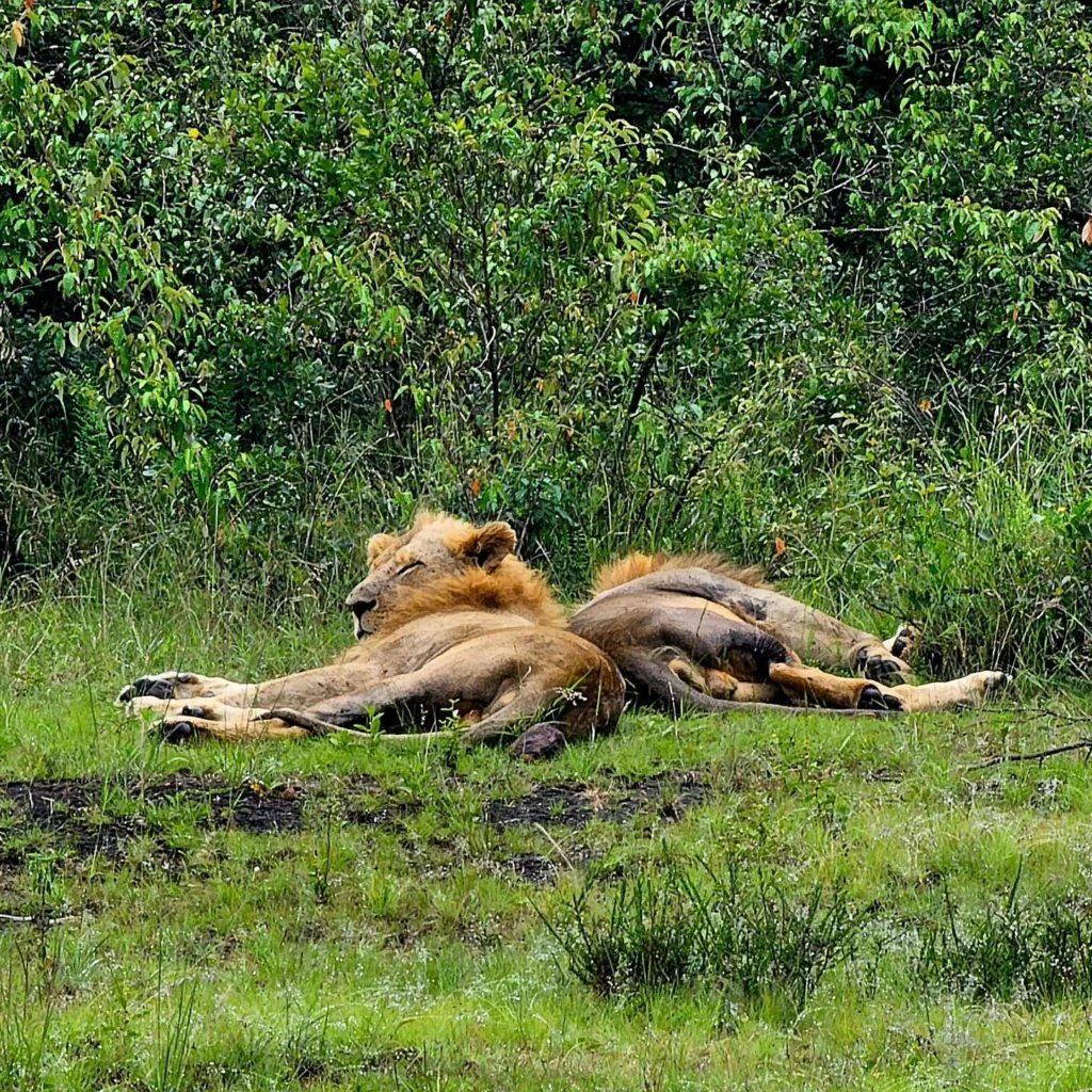 Kenia - Nairobi, Nairobi Național Park - Marian Adventures