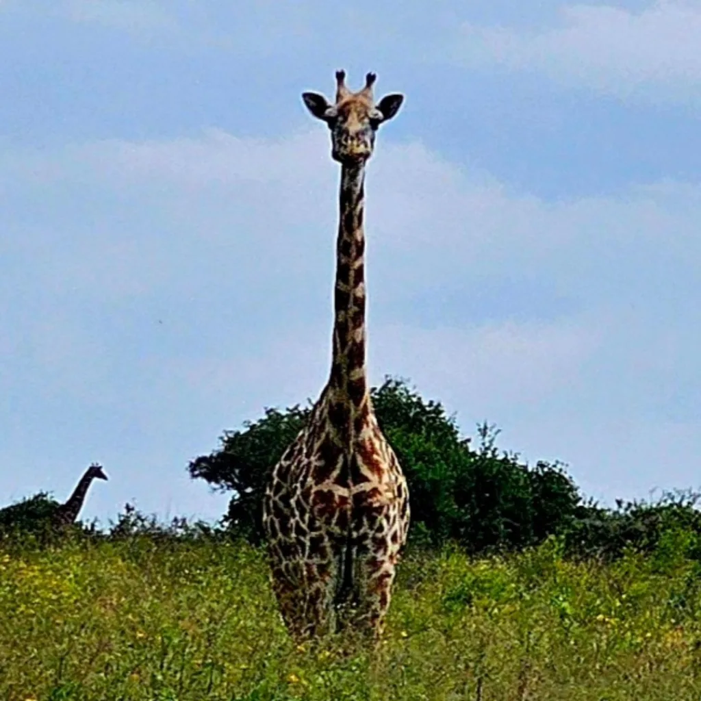 Kenia - Nairobi, Nairobi Național Park - Marian Adventures